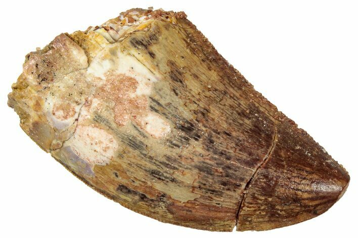 Serrated, Carcharodontosaurus Tooth - Real Dinosaur Tooth #329884